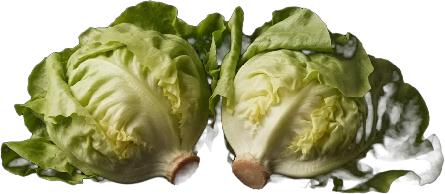 Lechuga batavia vasca