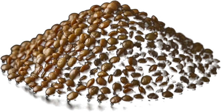 Lentejas cocidas