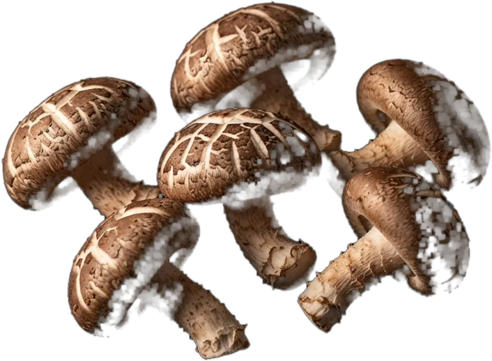 Shiitake silvestre